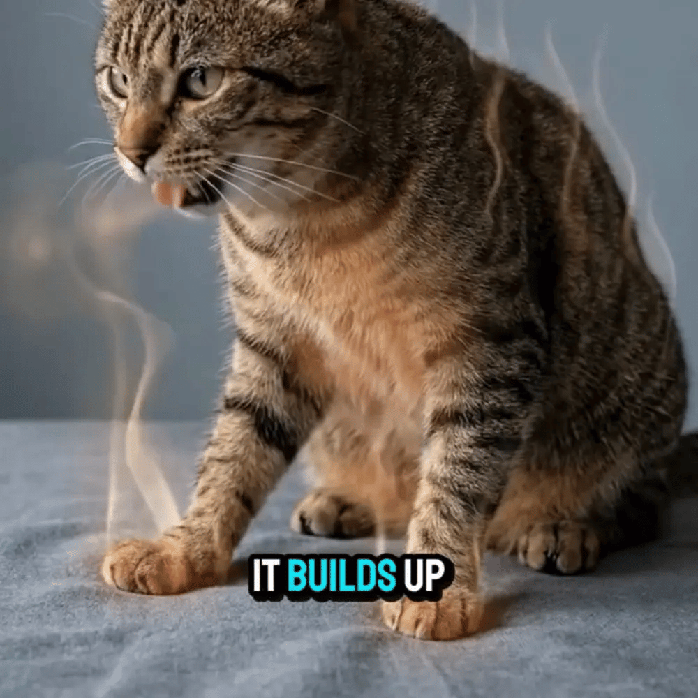 Curae™ Cat Cooling Mat